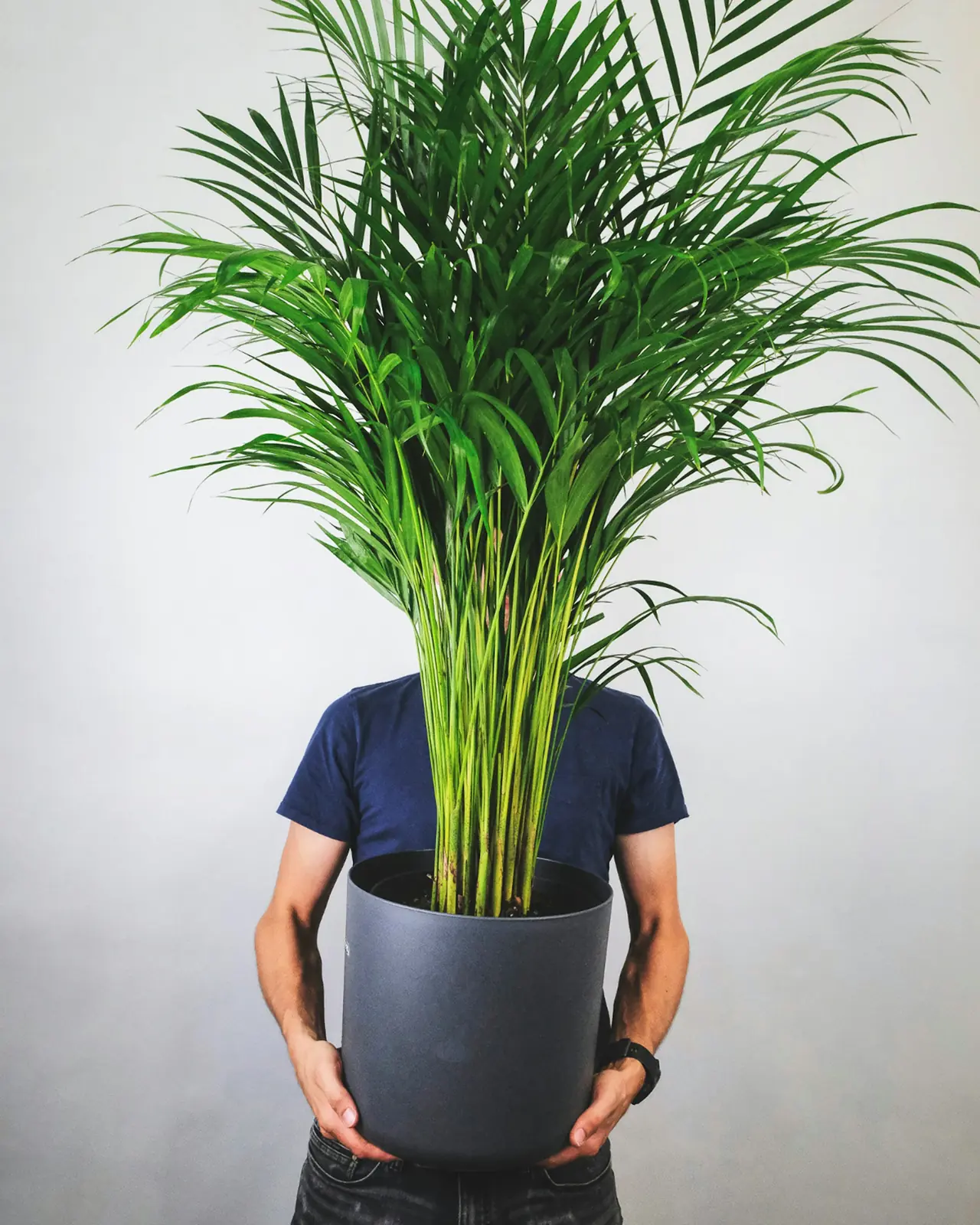 Palmeira-Areca