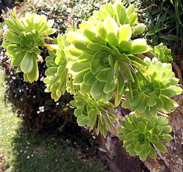 Aeonium