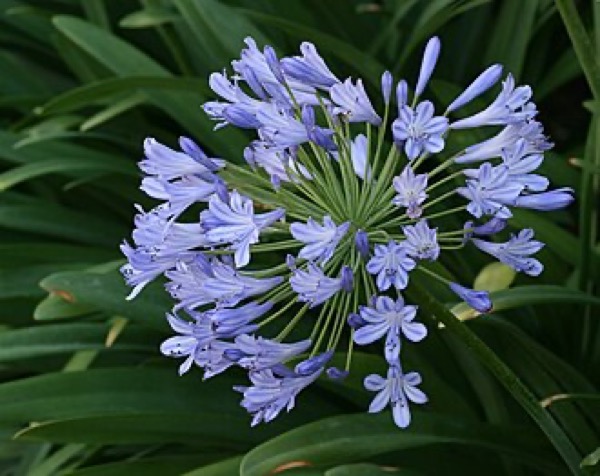 African lily