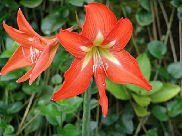 Amaryllis
