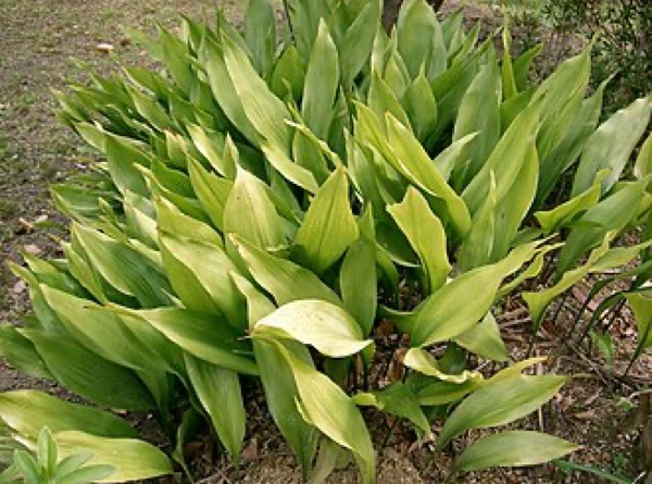 Schusterpalme
