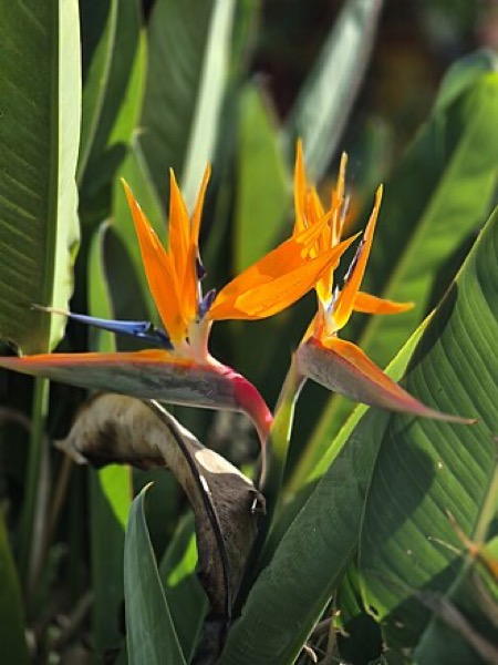 Bird of paradise
