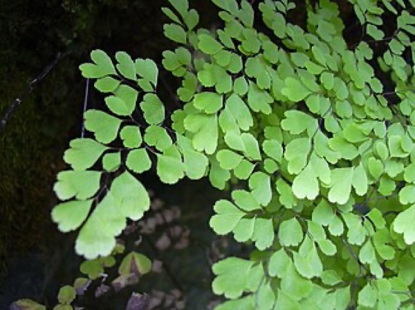 Capillaire