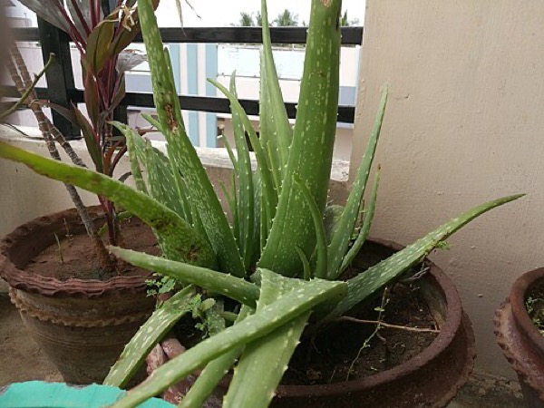 Aloe vera
