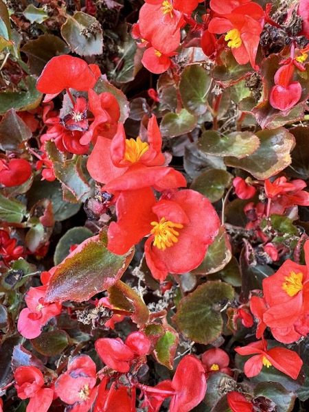 Wax begonia