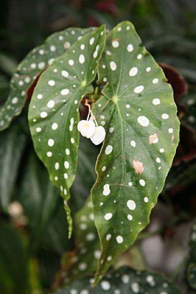 Polka dot begonia