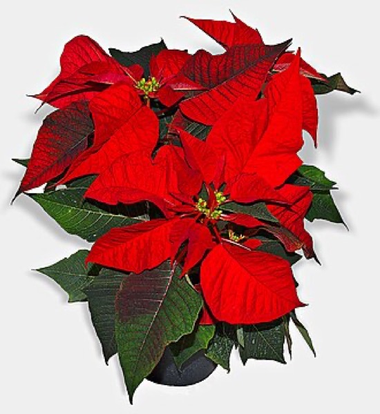Stella di Natale