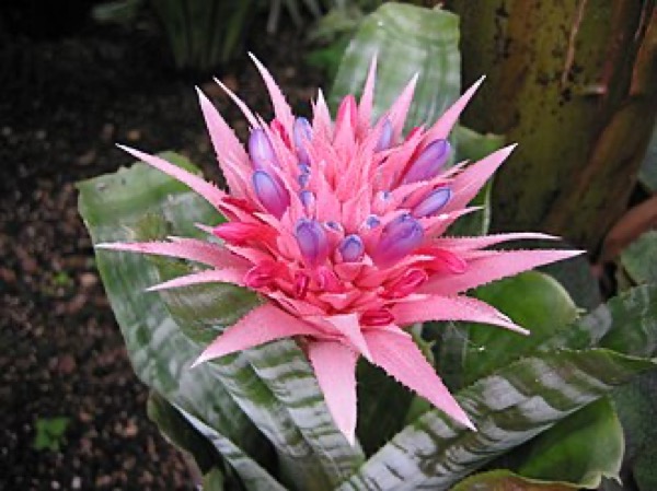 Bromélia Aechmea