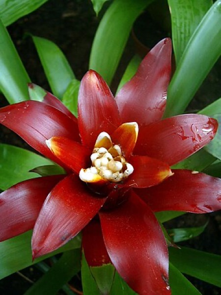 Bromélia Guzmania