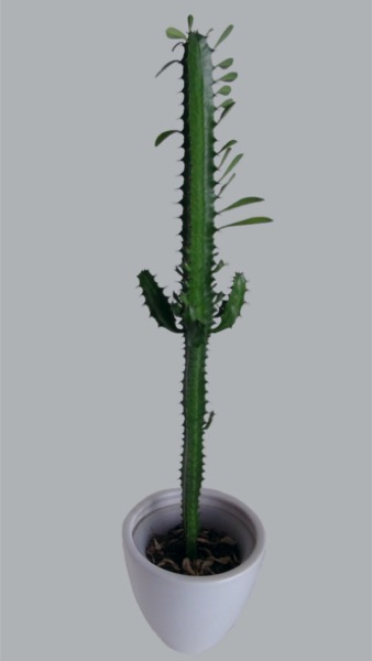 African milk tree