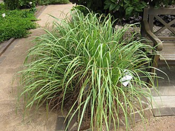 Citronella