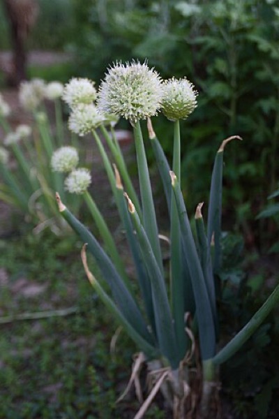 Cipollotto