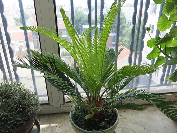 Cycas