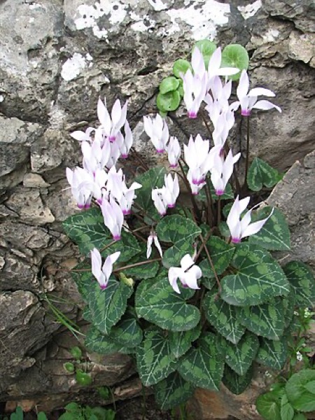 Cyclamen