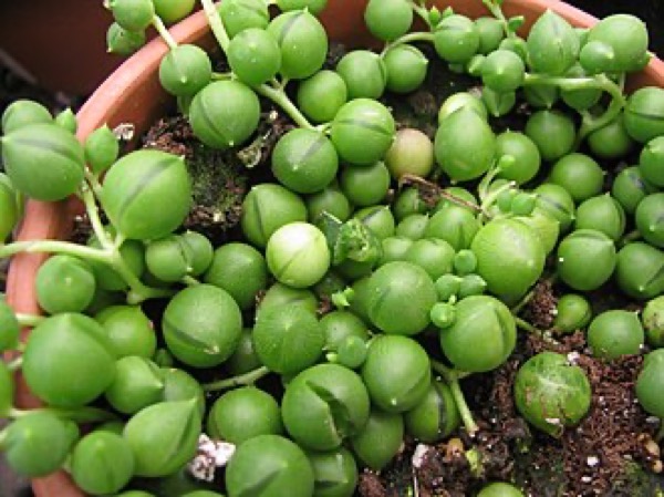 Plante chapelet