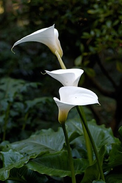 Arum lily