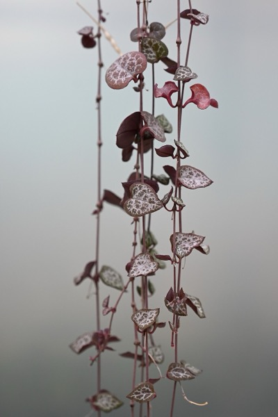 Leuchterblume