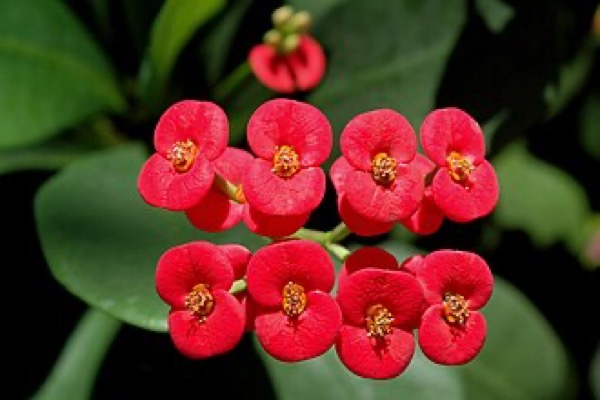 Crown of thorns