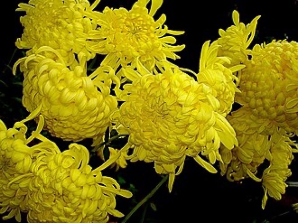 Chrysanthème