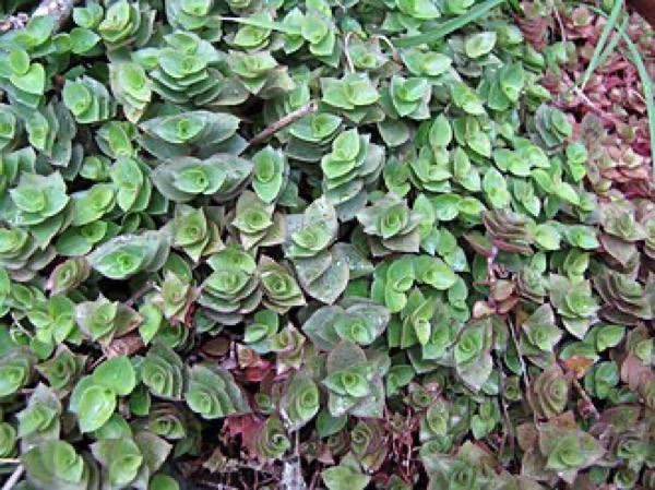Callisia repens