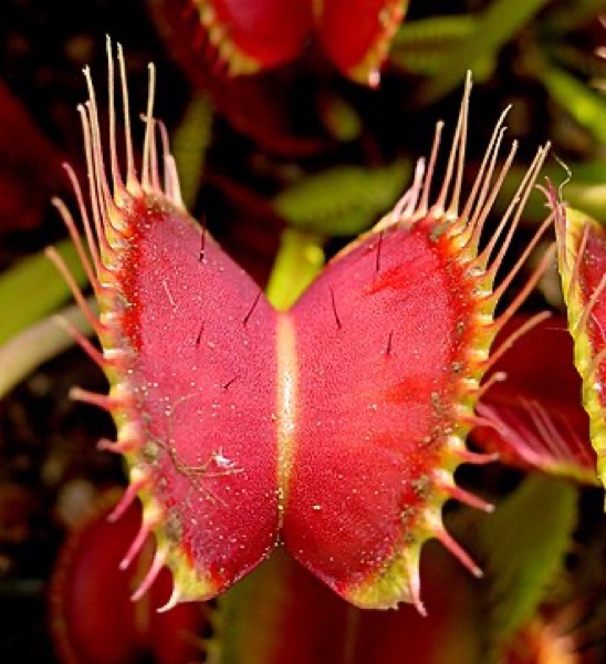 Venusfliegenfalle