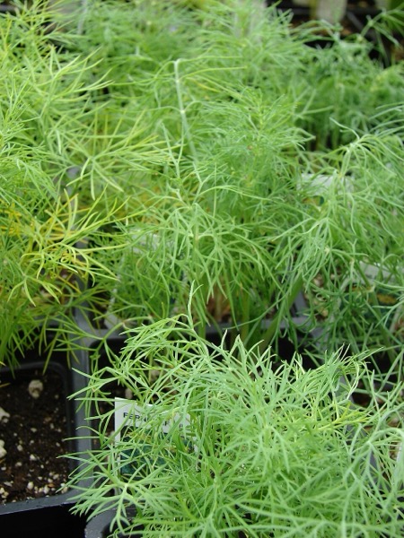 Dill