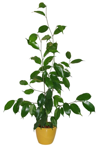 Ficus benjamina