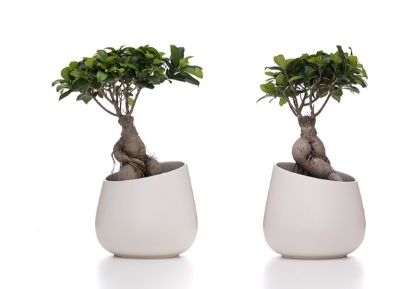 Ficus ginseng