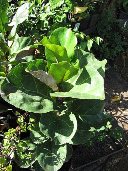 Ficus lyrata