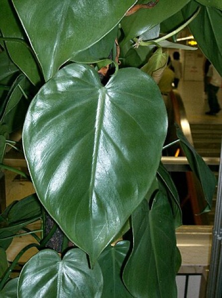 Philodendron Brasil