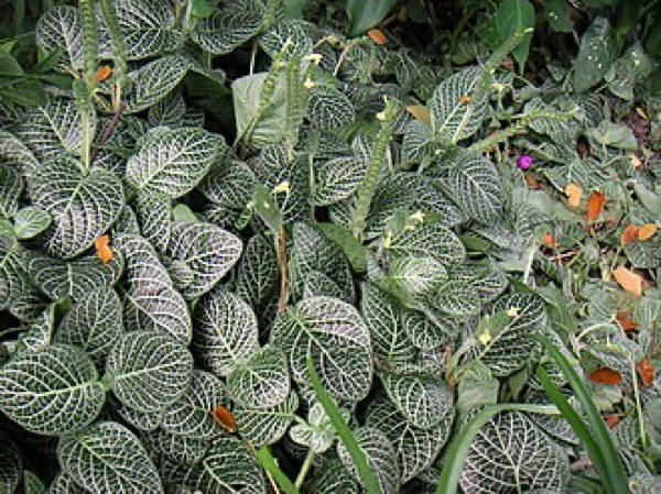 Fittonia