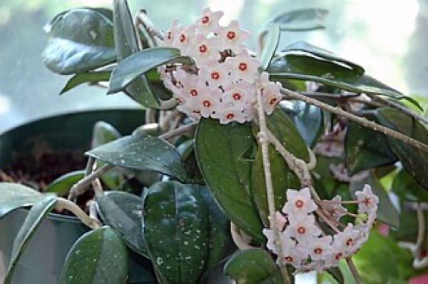Fleur de porcelaine