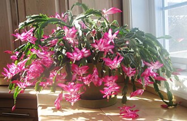 Cactus de Noël
