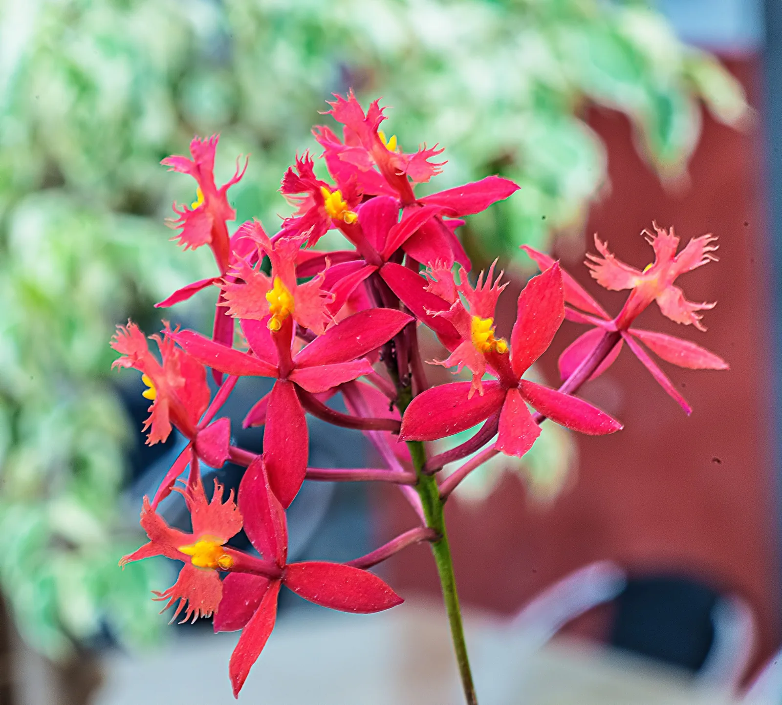 Orquídea-crucifixo