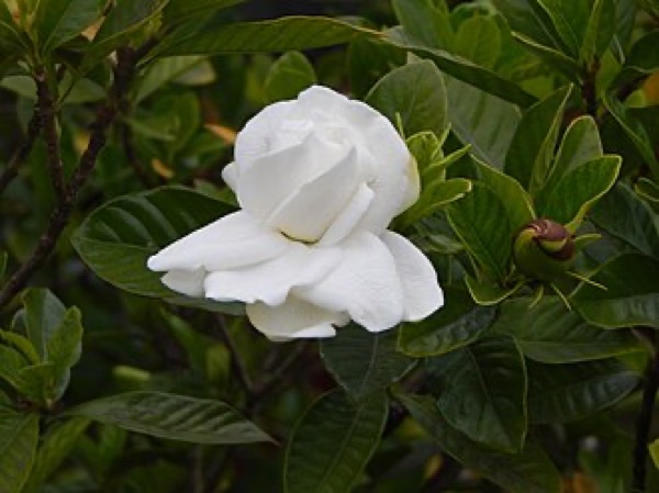 Gardenia