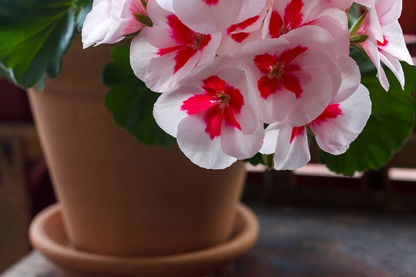 Geranium