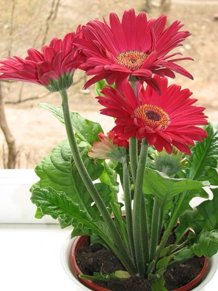 Gerbera
