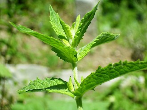 Menthe verte