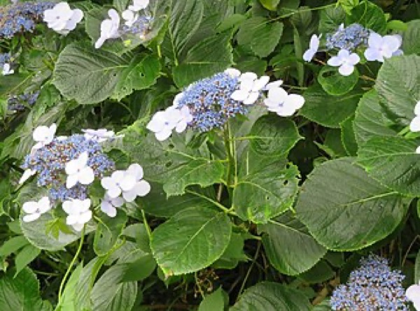 Ortensia