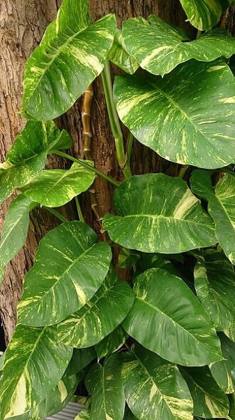 Pothos