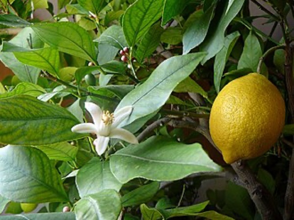 Lemon tree