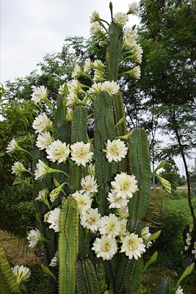 Mandacaru