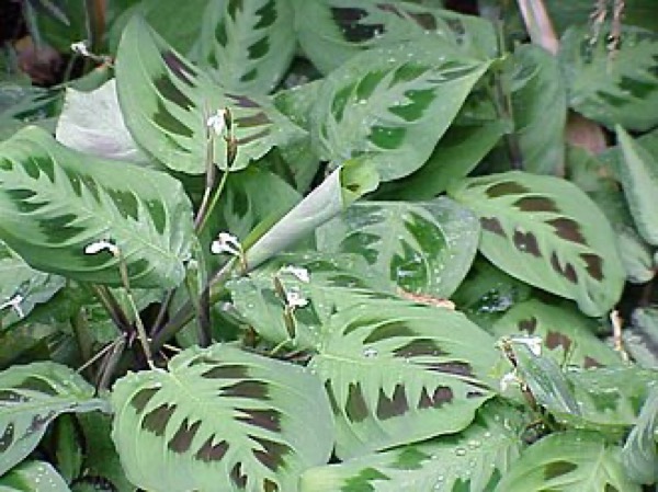 Prayer plant