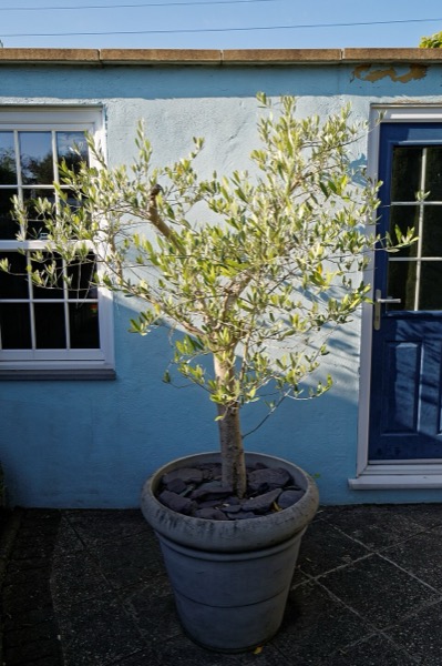 Olive tree