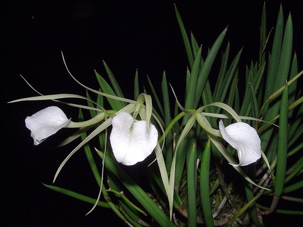 Orquídea Dama de Noche