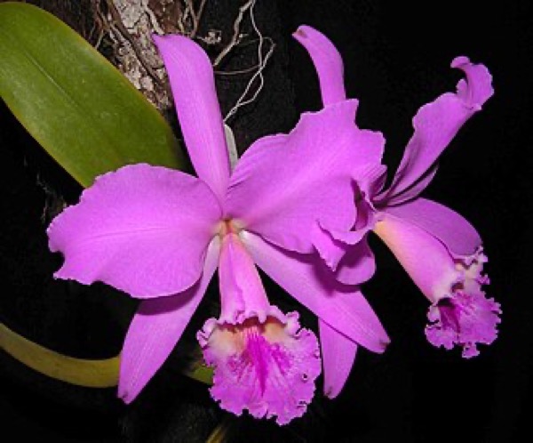 Orquídea cattleya