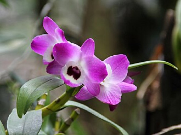 Orquídea dendrobium