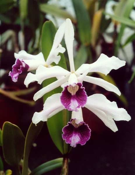 Laelia-Orchidee