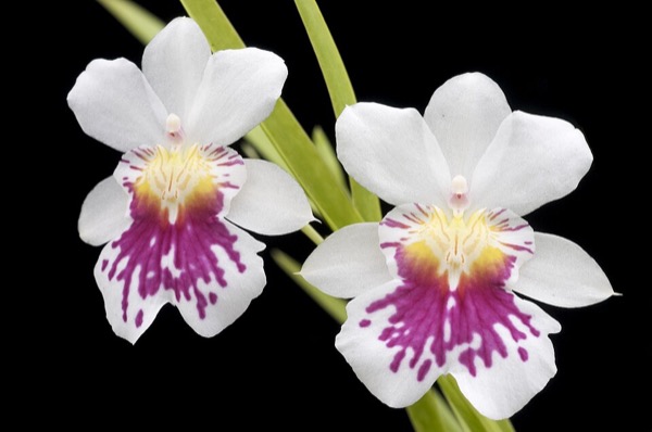 Orchidée Miltonia