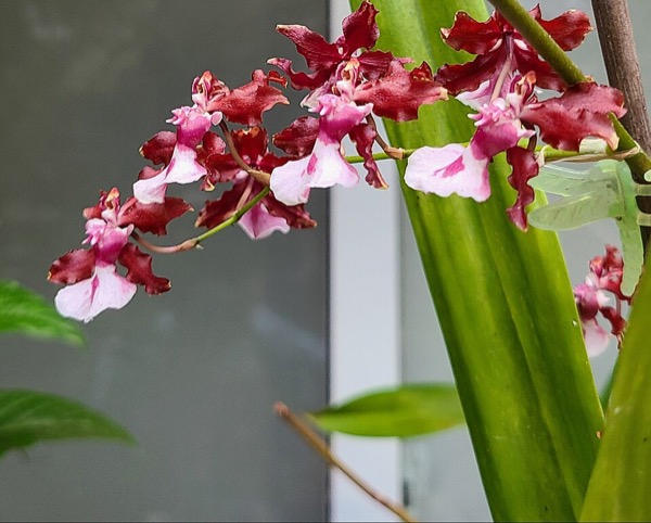 Dancing lady orchid